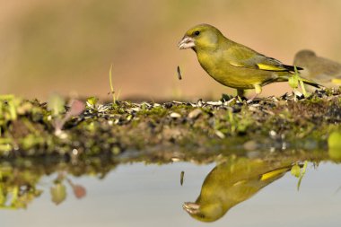 Gölette yaygın yeşil ispinoz (Chloris chloris))