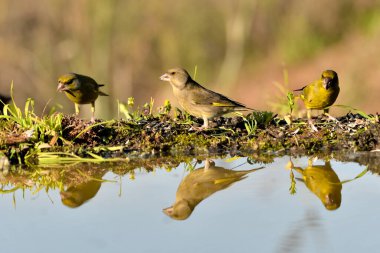 Gölette yaygın yeşil ispinoz (Chloris chloris))