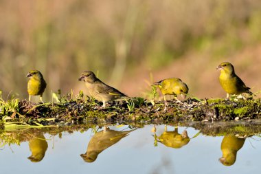 Gölette genel ispinoz içme (Chloris chloris)