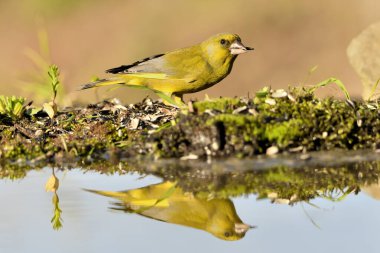 Gölette yaygın yeşil ispinoz (Chloris chloris))