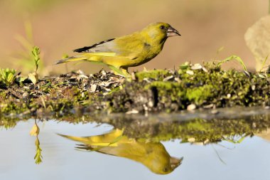 Gölette yaygın yeşil ispinoz (Chloris chloris))