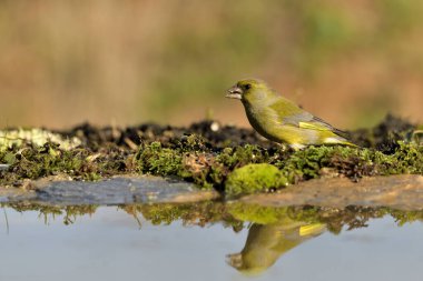 Gölette yaygın yeşil ispinoz (Chloris chloris))
