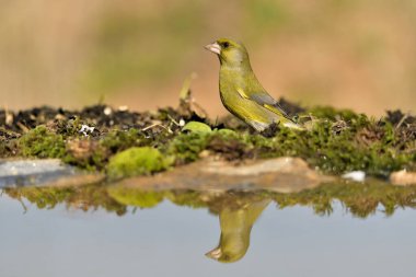 Gölette yaygın yeşil ispinoz (Chloris chloris))