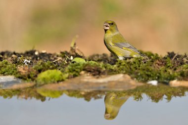 Gölette yaygın yeşil ispinoz (Chloris chloris))