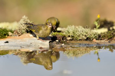 Gölette genel ispinoz içme (Chloris chloris)