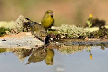 Gölette genel ispinoz içme (Chloris chloris)