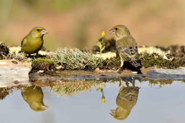 Gölette yaygın yeşil ispinoz (Chloris chloris))