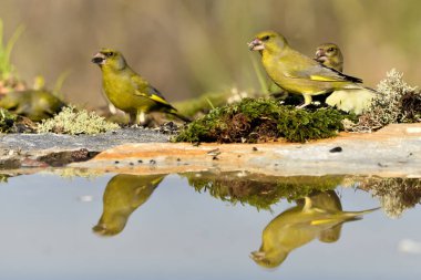 Gölette yaygın yeşil ispinoz (Chloris chloris))
