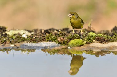 Gölette yaygın yeşil ispinoz (Chloris chloris))