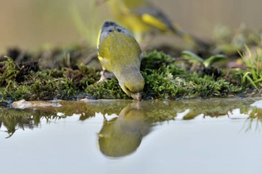 Gölette genel ispinoz içme (Chloris chloris)