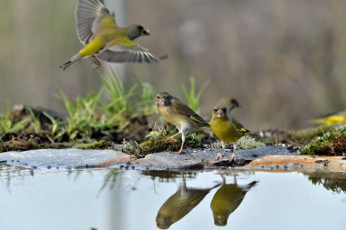 Gölette yaygın yeşil ispinoz (Chloris chloris))