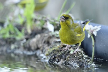 Gölette yaygın yeşil ispinoz (Chloris chloris))
