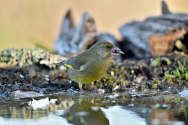Gölette yaygın yeşil ispinoz (Chloris chloris))