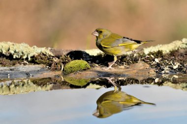 Gölette yaygın yeşil ispinoz (Chloris chloris))