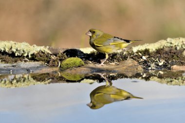 Gölette yaygın yeşil ispinoz (Chloris chloris))