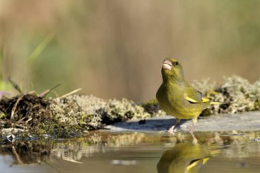 Gölette yaygın yeşil ispinoz (Chloris chloris))
