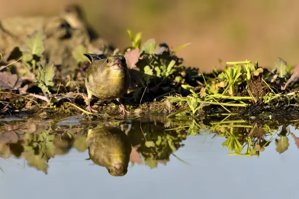 Gölette genel ispinoz içme (Chloris chloris)