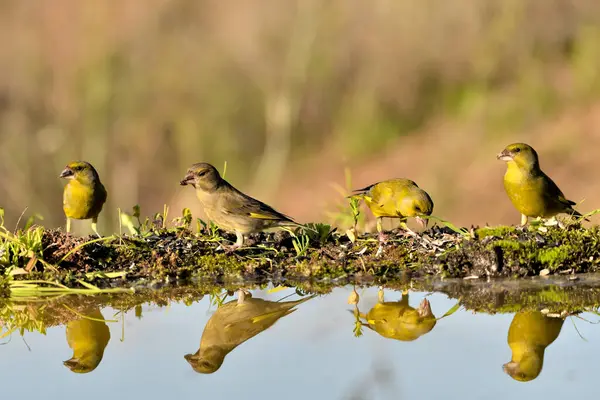 stock image Common greenfinch drinking in the pond (Chloris chloris)