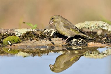 Gölette yaygın yeşil ispinoz (Chloris chloris))