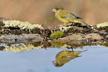 Gölette yaygın yeşil ispinoz (Chloris chloris))