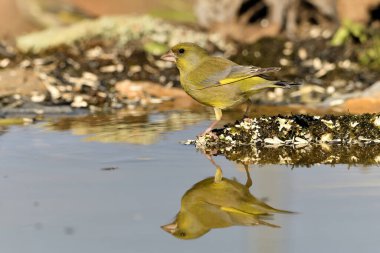 Gölette yaygın yeşil ispinoz (Chloris chloris))