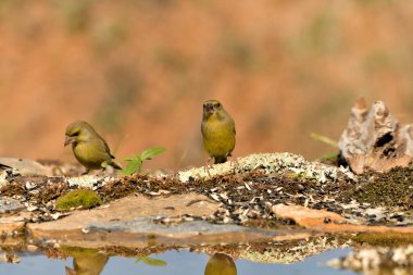 Gölette yaygın yeşil ispinoz (Chloris chloris))