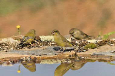 Gölette yaygın yeşil ispinoz (Chloris chloris))