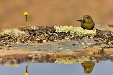Gölette yaygın yeşil ispinoz (Chloris chloris))