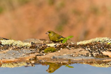 Gölette yaygın yeşil ispinoz (Chloris chloris))
