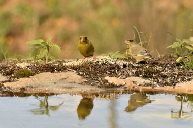 Gölette yaygın yeşil ispinoz (Chloris chloris))