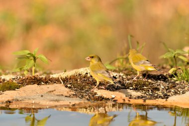 Gölette yaygın yeşil ispinoz (Chloris chloris))