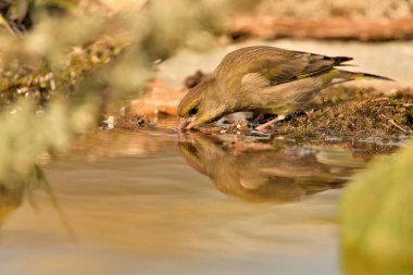 Gölette genel ispinoz içme (Chloris chloris)