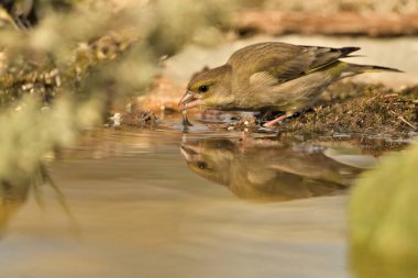 Gölette genel ispinoz içme (Chloris chloris)