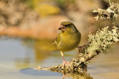 Gölette genel ispinoz içme (Chloris chloris)