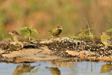 Gölette yaygın yeşil ispinoz (Chloris chloris))