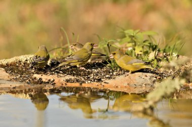Gölette yaygın yeşil ispinoz (Chloris chloris))