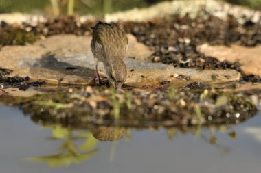 Gölette genel ispinoz içme (Chloris chloris)