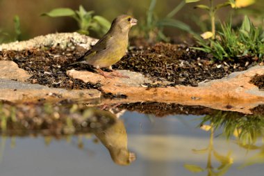 Gölette yaygın yeşil ispinoz (Chloris chloris))
