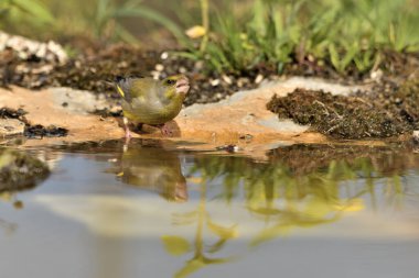 Gölette genel ispinoz içme (Chloris chloris)