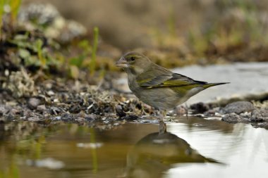 Gölette genel ispinoz içme (Chloris chloris)