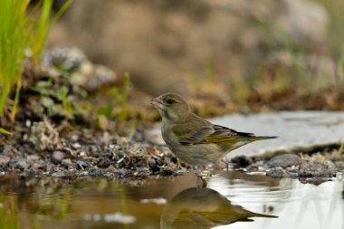 Gölette genel ispinoz içme (Chloris chloris)