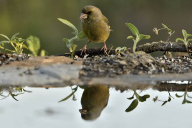 Gölette yaygın yeşil ispinoz (Chloris chloris))