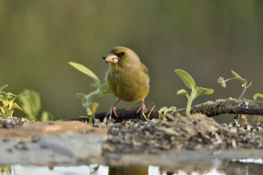 Gölette yaygın yeşil ispinoz (Chloris chloris))