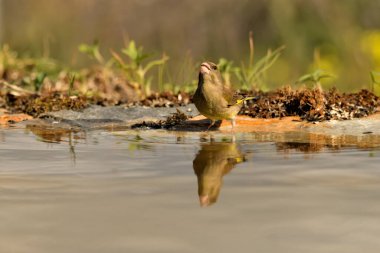 Gölette genel ispinoz içme (Chloris chloris)