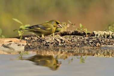 Gölette yaygın yeşil ispinoz (Chloris chloris))