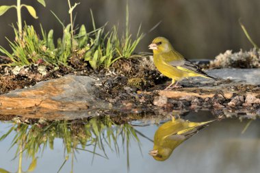 Gölette yaygın yeşil ispinoz (Chloris chloris))