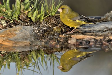 Gölette yaygın yeşil ispinoz (Chloris chloris))