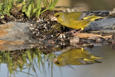 Gölette genel ispinoz içme (Chloris chloris)