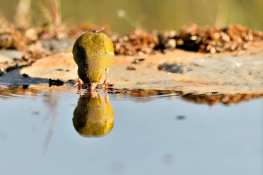 Gölette genel ispinoz içme (Chloris chloris)