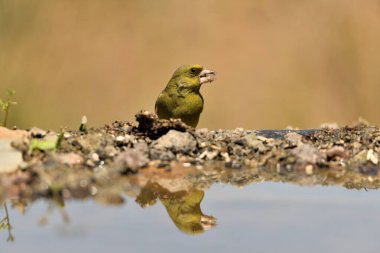 Gölette yaygın yeşil ispinoz (Chloris chloris))